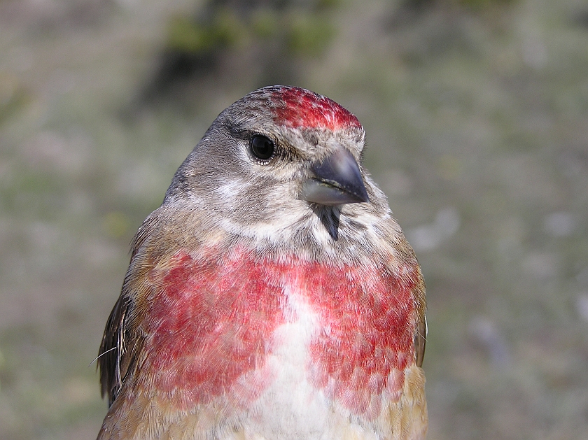 Common Linnet, Sundre 20080503